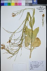 Caulanthus barnebyi image