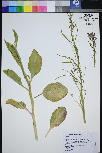 Caulanthus barnebyi image