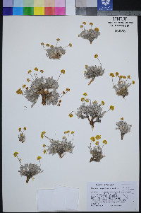 Eriogonum crosbyae var. crosbyae image