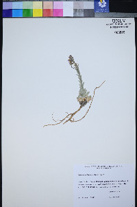 Boechera shockleyi image