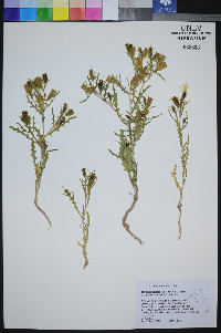 Mentzelia lagarosa image