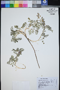 Astragalus pseudiodanthus image