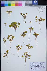 Eriogonum lemmonii image