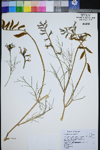 Astragalus pterocarpus image