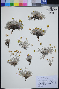 Eriogonum crosbyae image