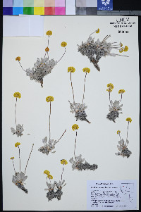 Eriogonum crosbyae var. crosbyae image