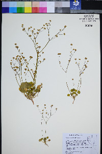 Eriogonum rubricaule image