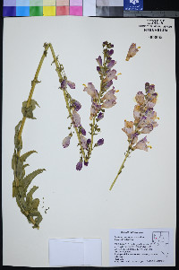 Penstemon palmeri var. macranthus image