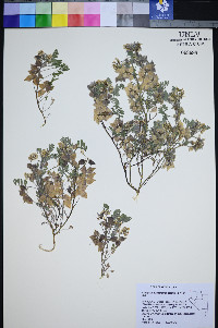 Astragalus pulsiferae image