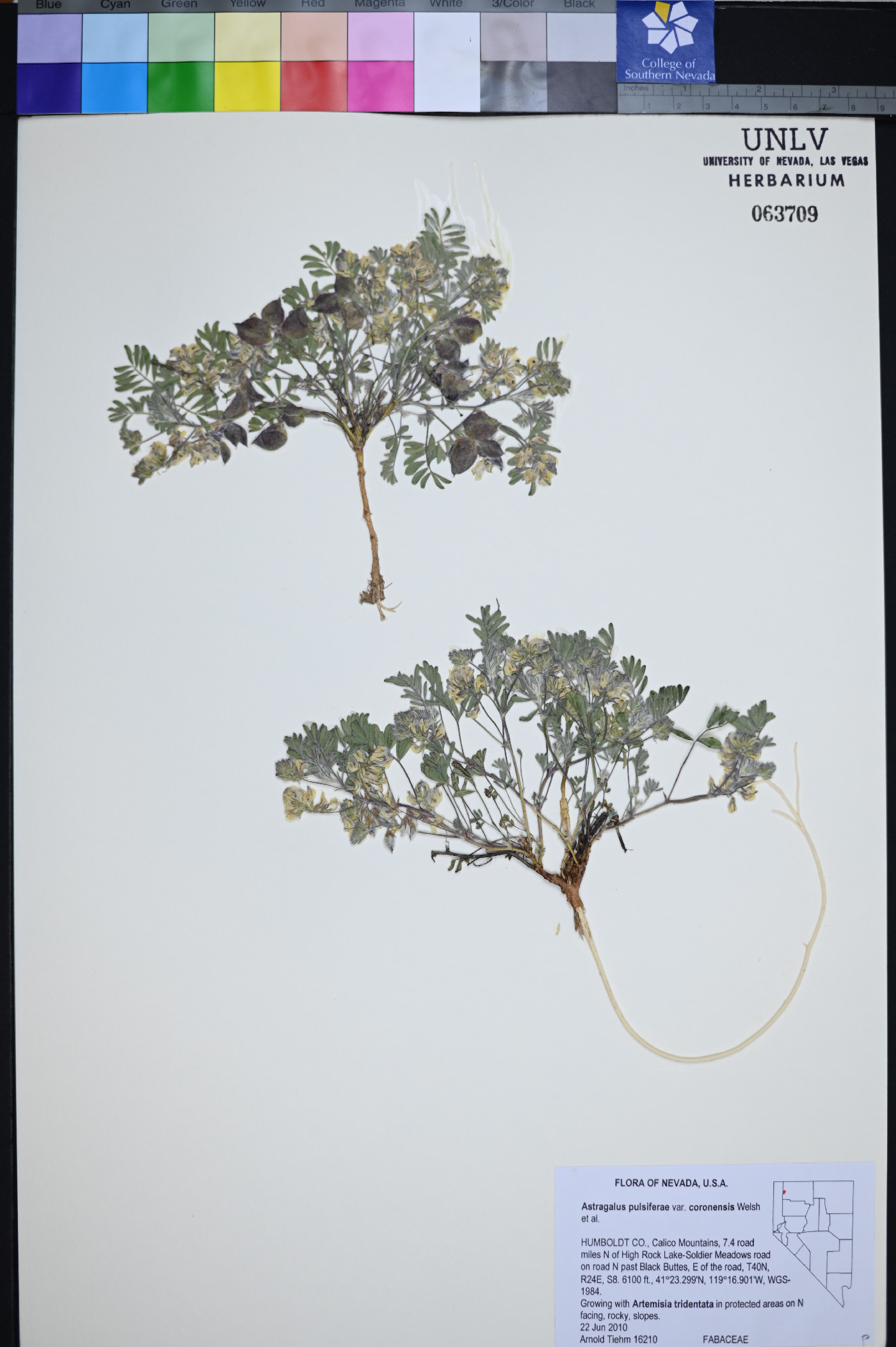 Astragalus pulsiferae var. coronensis image