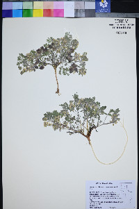 Astragalus pulsiferae image