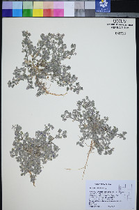 Astragalus tiehmii image