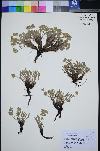 Ivesia rhypara image