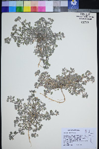 Astragalus tiehmii image