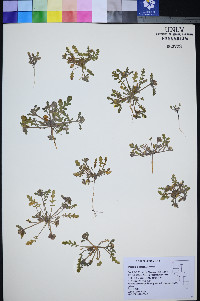 Phacelia inundata image