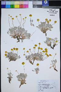 Eriogonum lewisii image