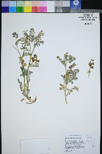 Astragalus pseudiodanthus image