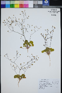 Eriogonum rubricaule image