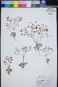 Eriogonum nutans image