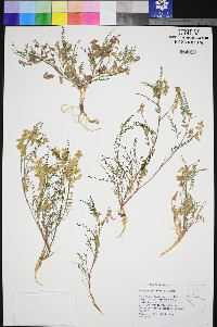 Astragalus johannis-howellii image