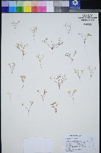 Gilia inyoensis image