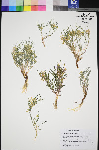 Astragalus johannis-howellii image