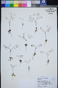 Eriogonum esmeraldense var. esmeraldense image