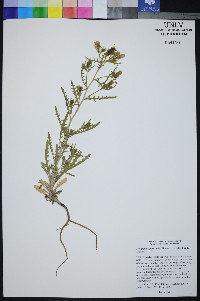 Mentzelia lagarosa image