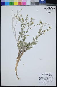Mentzelia tiehmii image