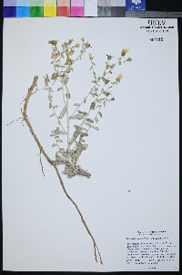 Mentzelia tiehmii image