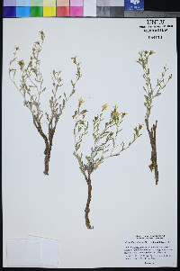 Mentzelia argillicola image