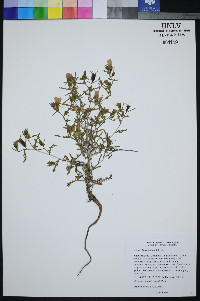 Mentzelia collomiae image
