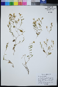 Mentzelia argillosa image