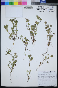 Trifolium albopurpureum image