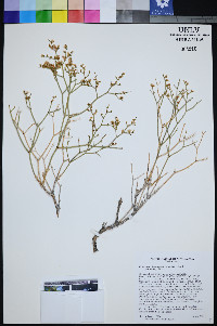Eriogonum heermannii var. clokeyi image