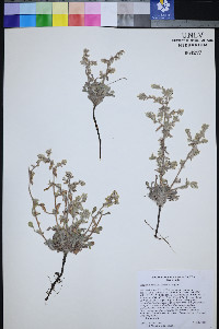 Oreocarya welshii image