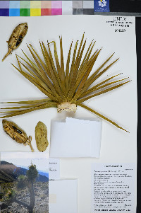 Yucca jaegeriana image