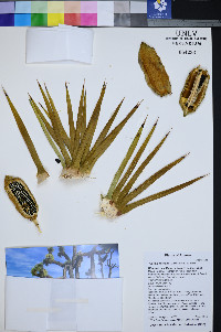 Yucca jaegeriana image