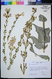 Penstemon palmeri image