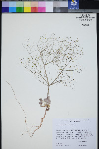 Eriogonum viscidulum image