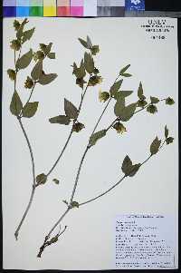Mirabilis pudica image