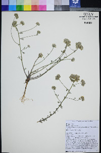 Ipomopsis congesta image