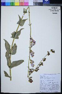 Penstemon palmeri image