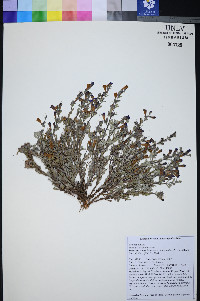 Penstemon thompsoniae image