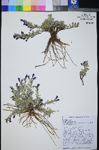 Penstemon thompsoniae image