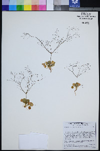 Eriogonum contiguum image
