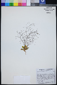 Eriogonum contiguum image