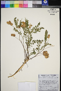 Astragalus lentiginosus var. latus image