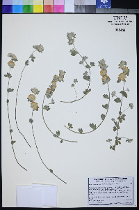 Lotus argophyllus image