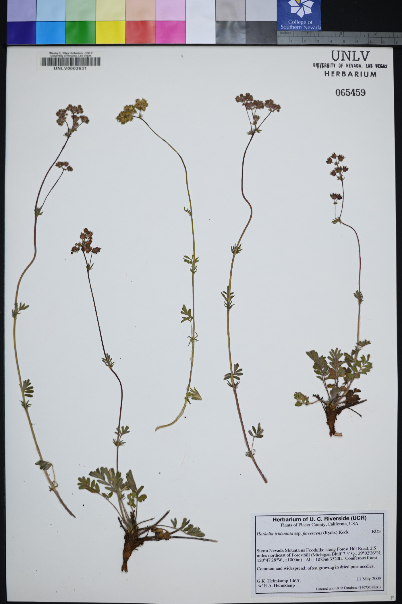 Horkelia tridentata image